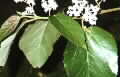 Commersonia