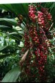 Cordyline maners-suttoniae