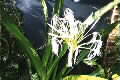Crinum pedunculatum