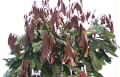 Cryptocarya mackinnoniana