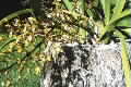 Cymbidium canaliculatum