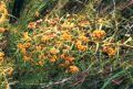 Daviesia umbellata