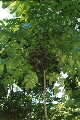 Delarbrea michieana