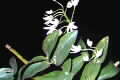 Dendrobium falcorostrum