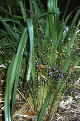 Dianella
