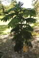 Diploglottis cunninghamii - Native Tamarind
