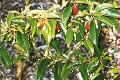 Elaeagnus triflora