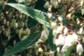 Elaeocarpus reticulatus