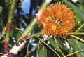 Eucalyptus phoenicea