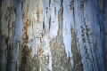 Eucalyptus racemosa