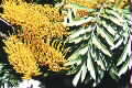 Grevillea robusta