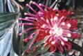 Grevillea banksii