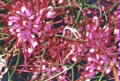 Hakea purpurea