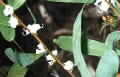 Hakea florulenta