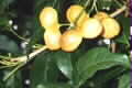 Harpullia pendula