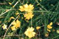 Hibbertia vestita