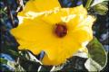 Native Hibiscus 