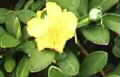 Hibbertia scandens