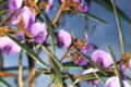 Hovea acutifolia