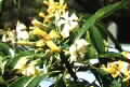 Hymenosporum flavum