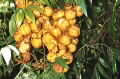 Jagera pseudorhus