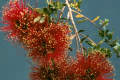 Kunzea pulchella picture