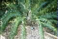 Lepidozamia peroffskyana