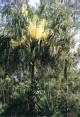 Livistona australis