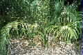 Macrozamia lucida