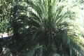 Macrozamia moorei
