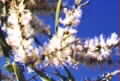 Melaleuca leucadendra