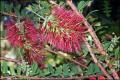 Melaleuca hypericifolia