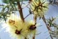 Melaleuca incana image