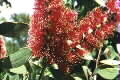 Melaleuca viridiflora