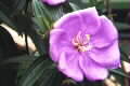 Melastoma affine