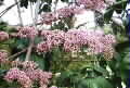Melicope elleryana