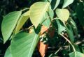 Omalanthus nutans photograph