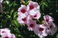 Pandorea jasminoides