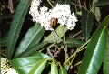 Parsonsia straminea