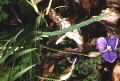 Patersonia sericea
