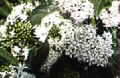 Pavetta australiensis