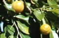 Petalostigma pubescens