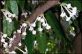 Phaleria clerodendron