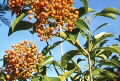Pittosporum rhombifolium