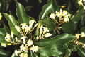 Pittosporum revolutum