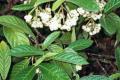 Psychotria loniceroides
