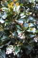 Pullea stutzeri