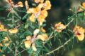 Pultenea retusa