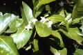 Randia fitzalanii