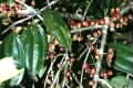 Rhodamnia spongiosa photograph